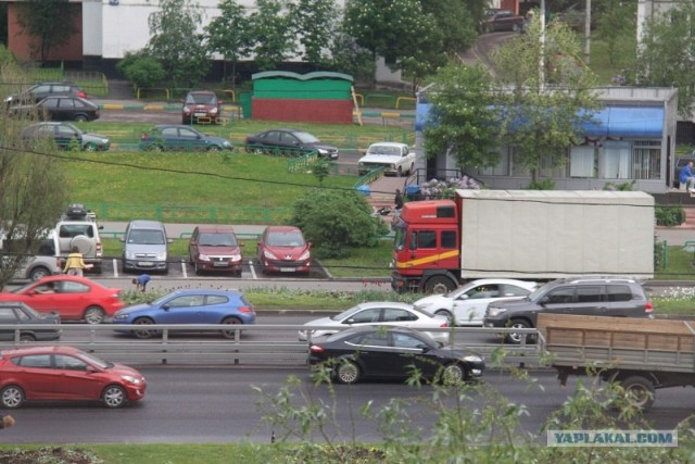 Воровство тюльпанов