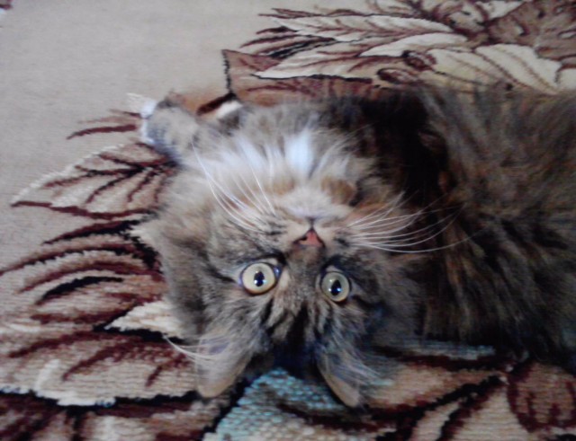 Котовторник же!
