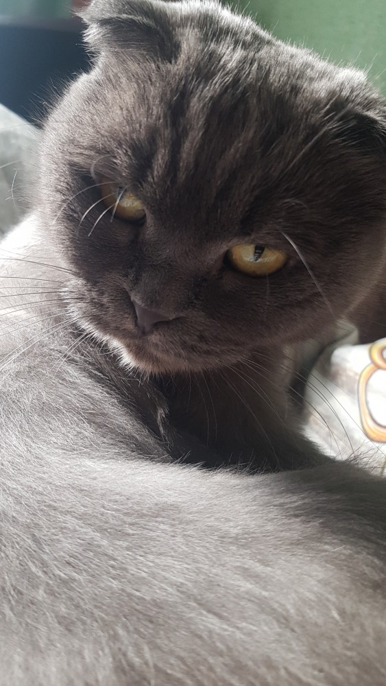 Вторник-кото