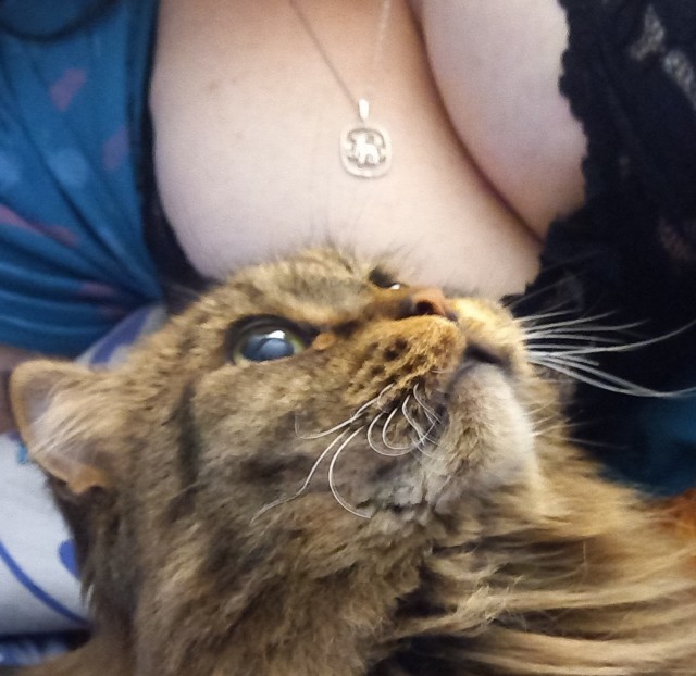 Котовторник (свои добавляем)