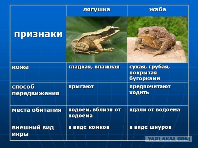 Жаба vs ящерица