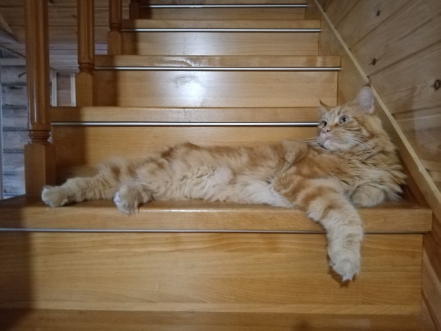 К котовторнику