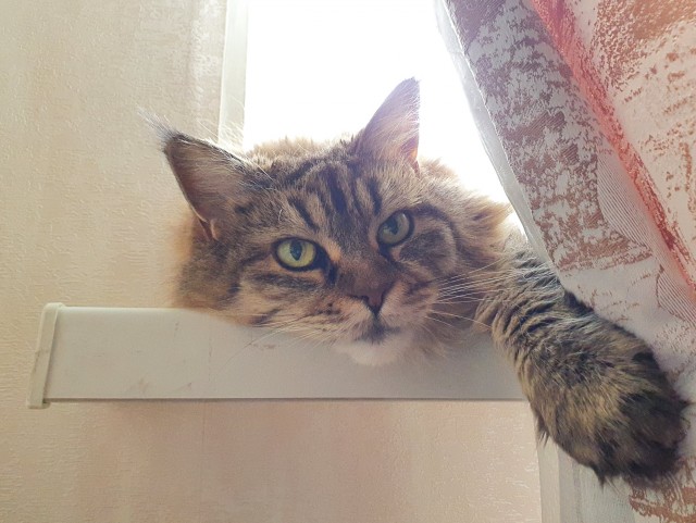 Котовторник
