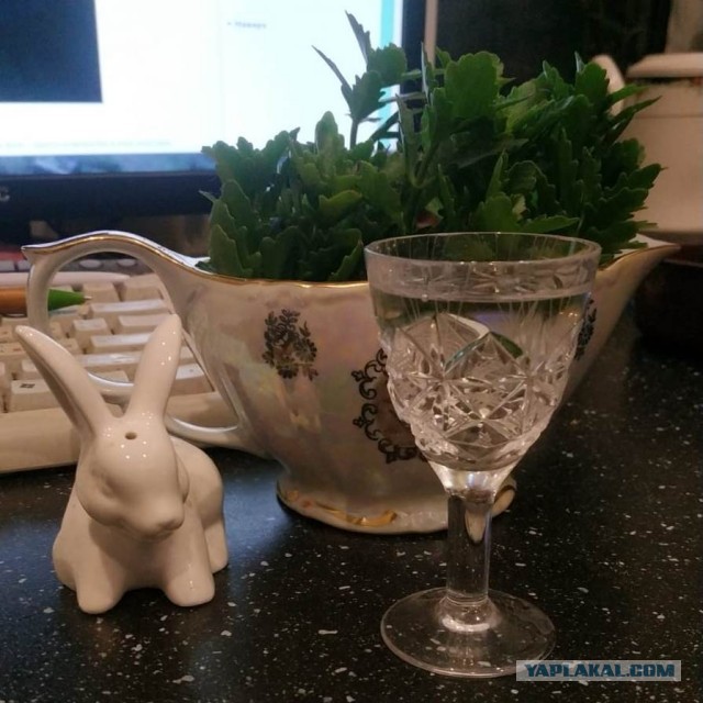 Ну, ЯП, бухнём!