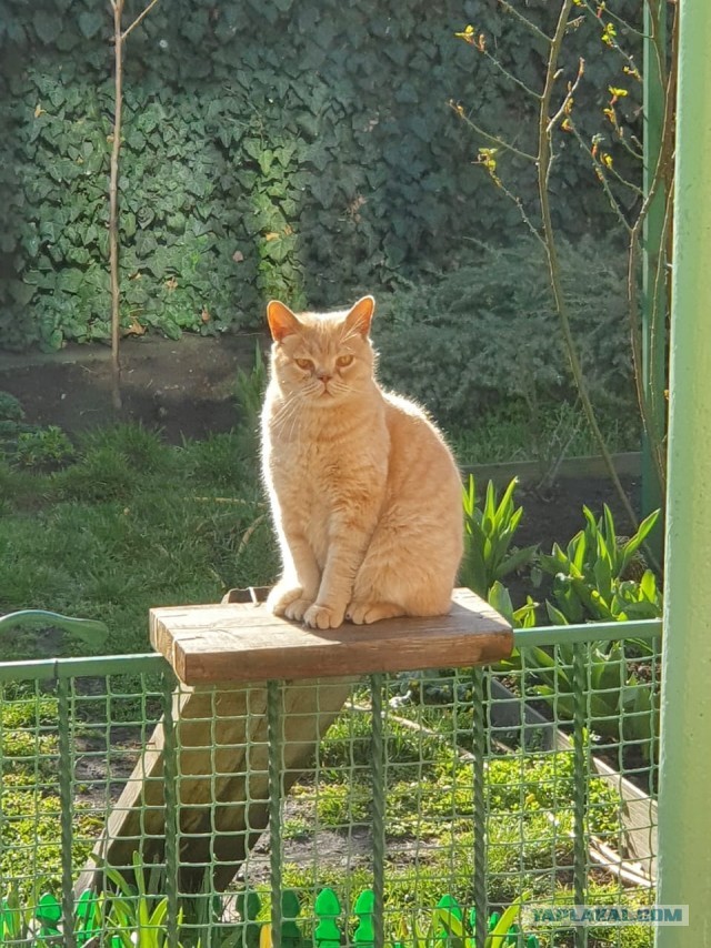 Котовторник ведь начался!
