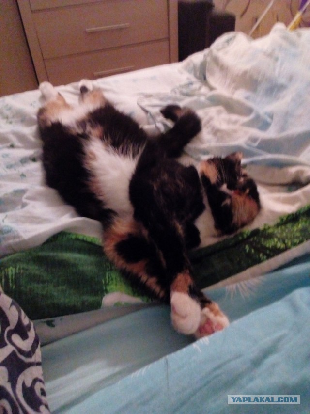 Я понимаю, что не котовторник.
