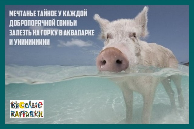 Свинский аквапарк