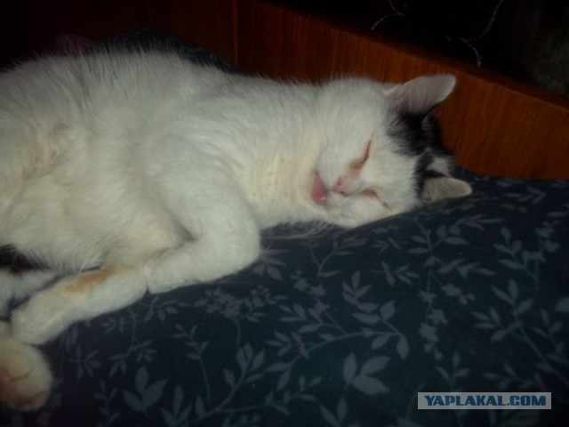 Жизнь домашнего приюта для котеек 430