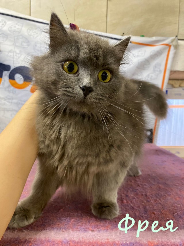 Жизнь домашнего приюта "Котоленд" 382