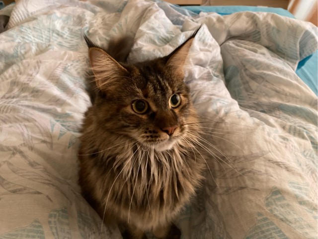 Коток.
