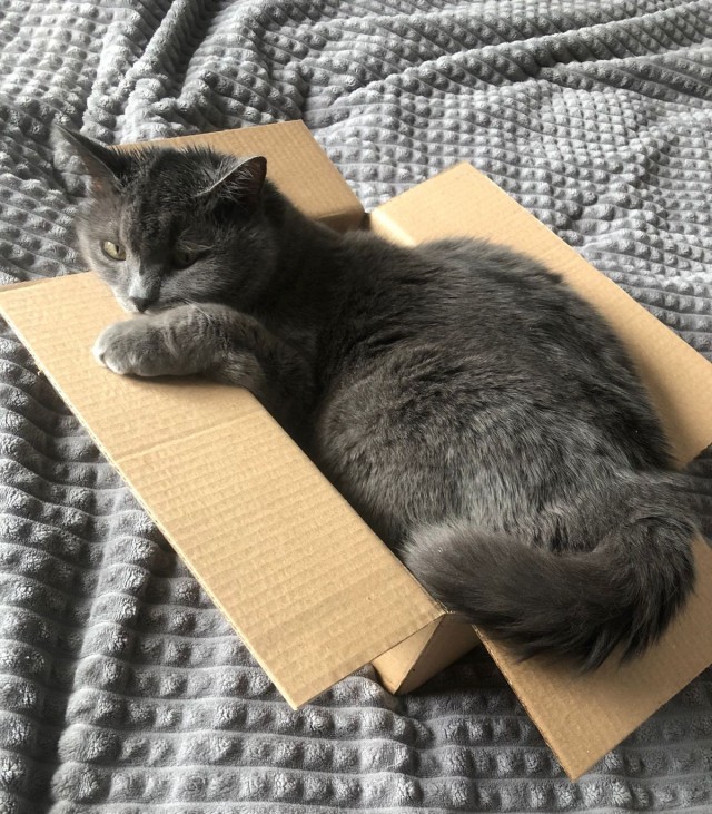 Котовторник