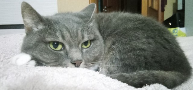 Начинаем котофторник?