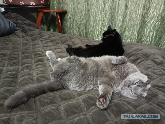 Котовторник 7.11.23