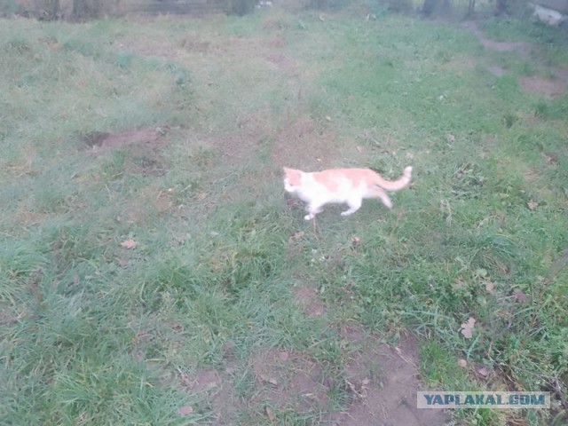 Жизнь домашнего приюта для котеек 469