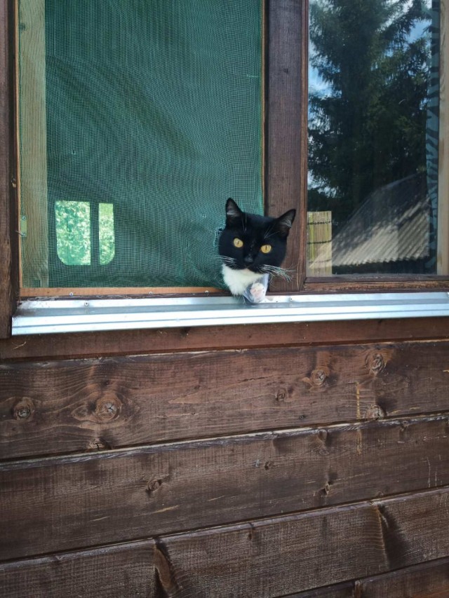 Новогодний кот