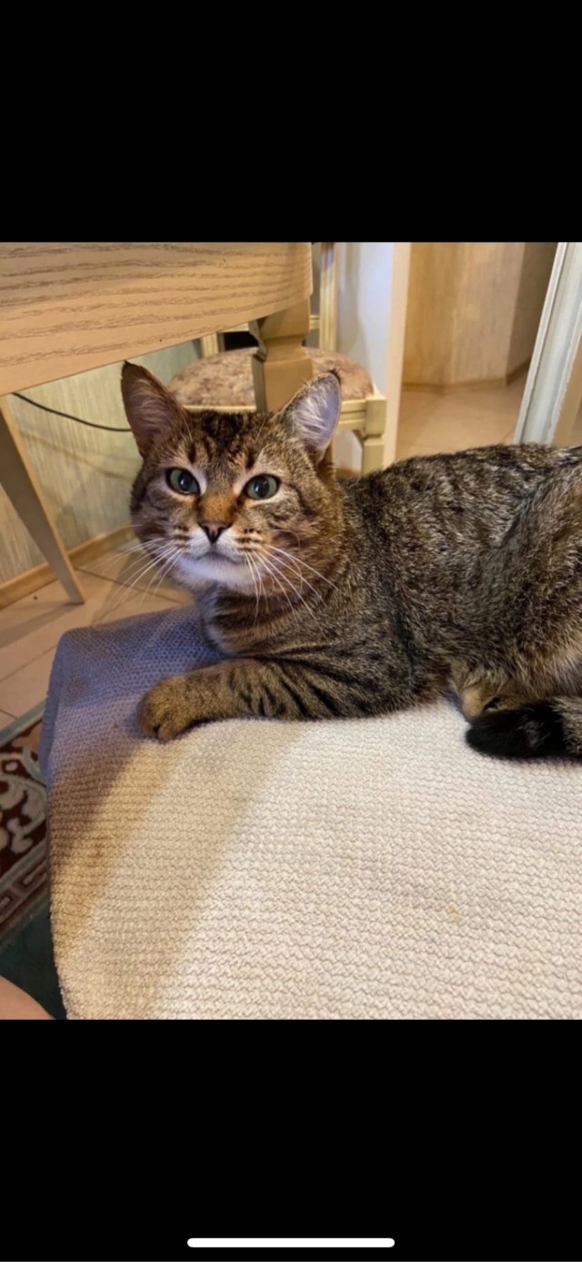 В Арзамасе неизвестный расстрелял кота из пневматики