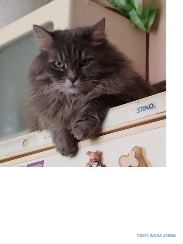 Всем кота за мой счёт. Я настаиваю