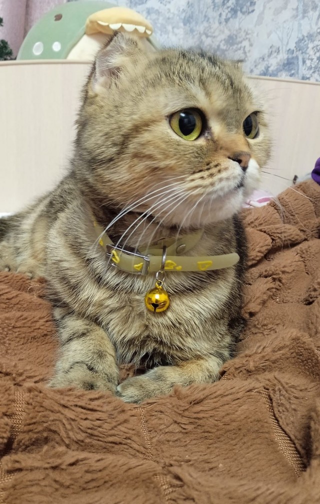 Котовторник 09.04.24