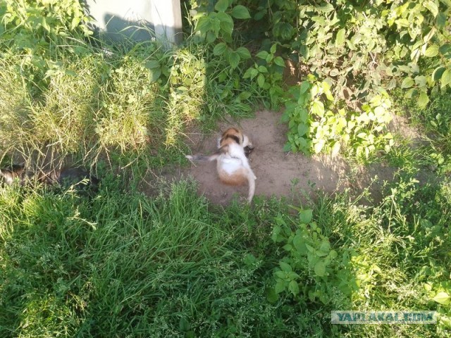 Жизнь домашнего приюта для котеек 505