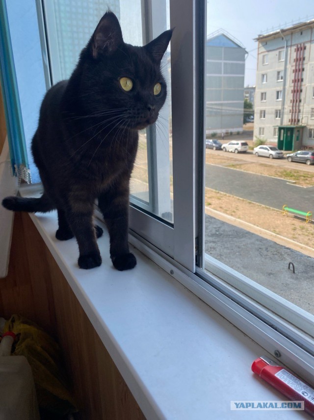 Принимайте в клуб! Котовторник же