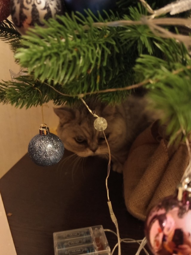 Котовторник 31.12.2024. Последний котовторник года
