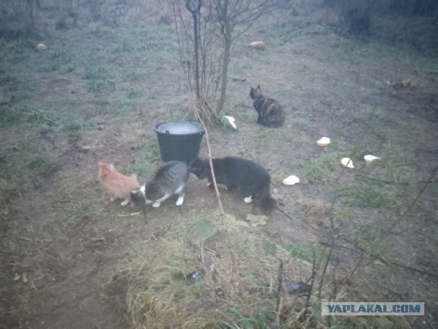 Жизнь домашнего приюта для котеек 528