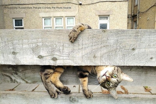 12 самых смешных котов в истории комического конкурса Comedy Pet Photography Awards