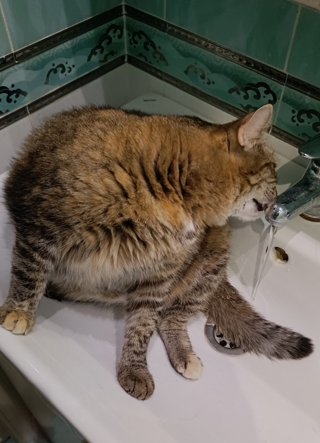 Тёплое, лаповое к котовторнику.