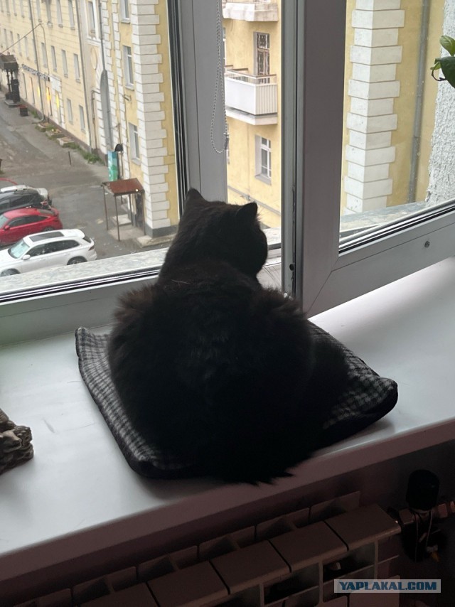 Котовторник