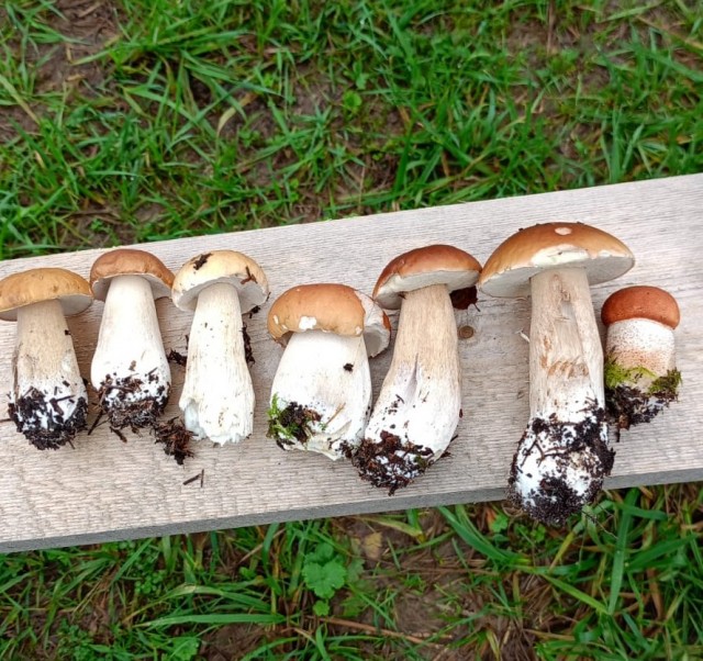 Ходили брить деревья