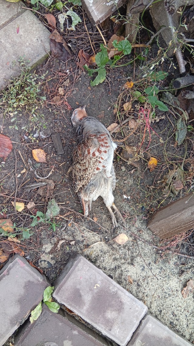 Кот принёс дичь