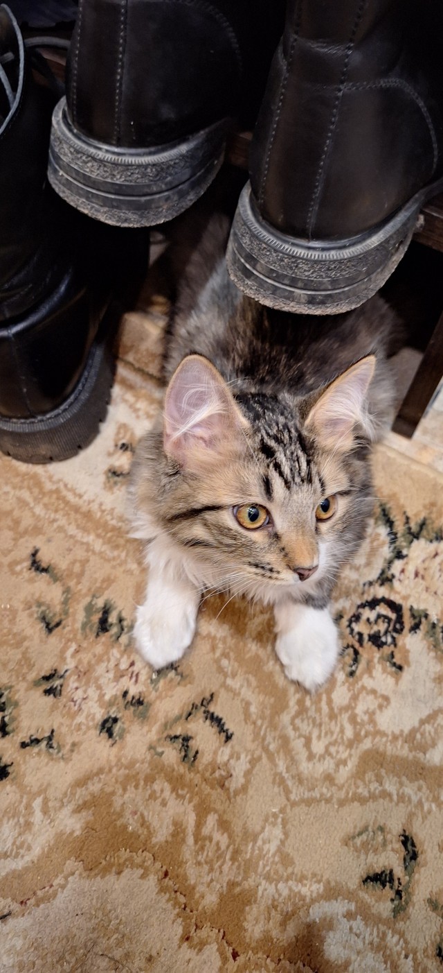 Котовторник