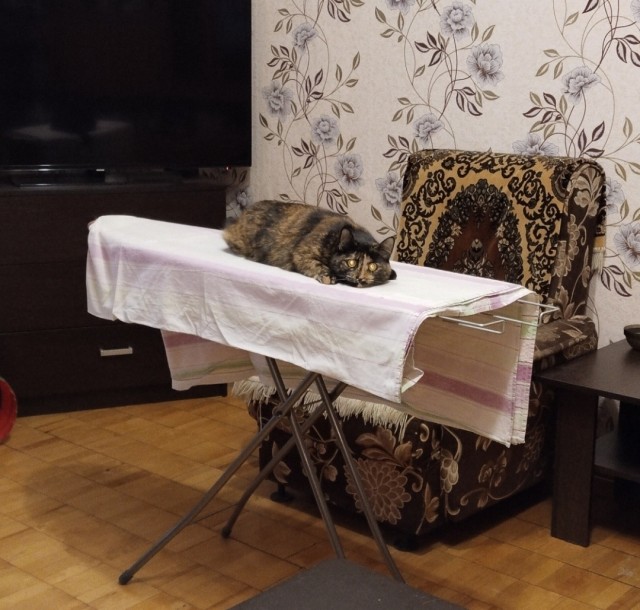 Жизнь домашнего приюта "Котоленд" 524. Нам сегодня 10 лет!