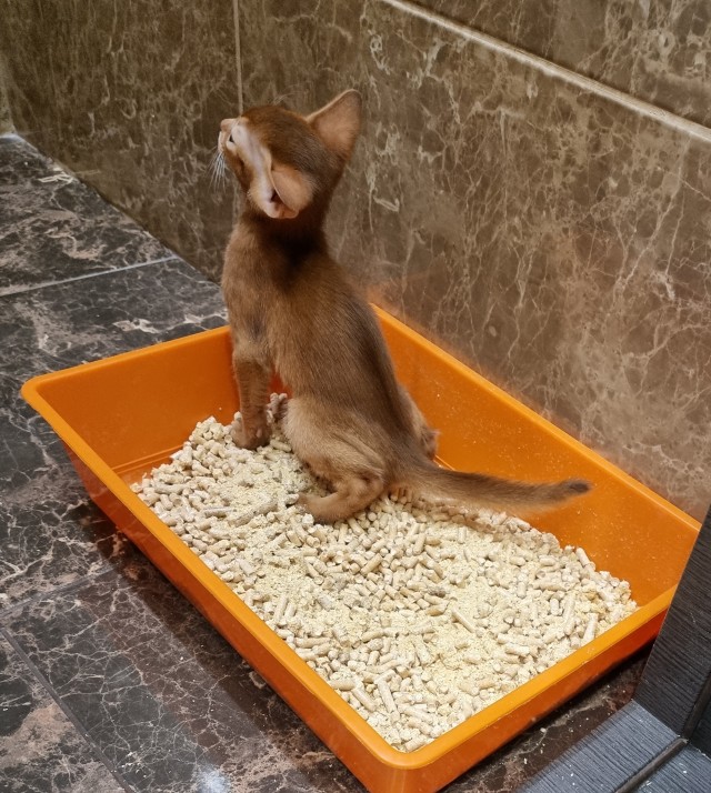 Ходим в туалет красиво