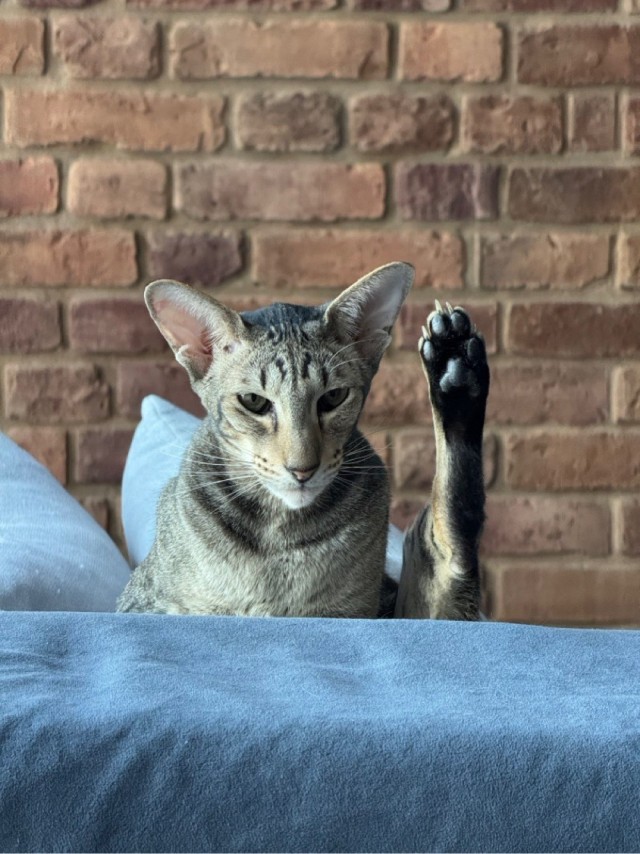 Всех причастных с котовторником!
