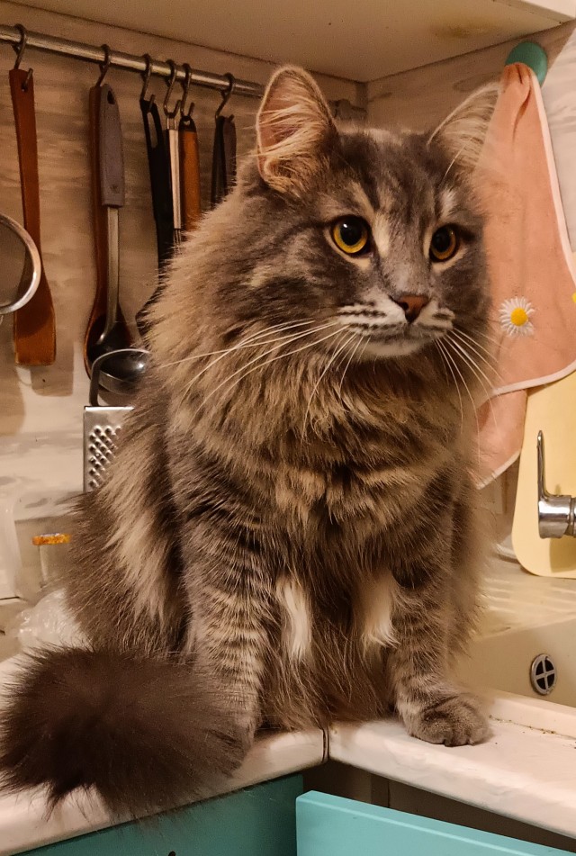 Наши коты