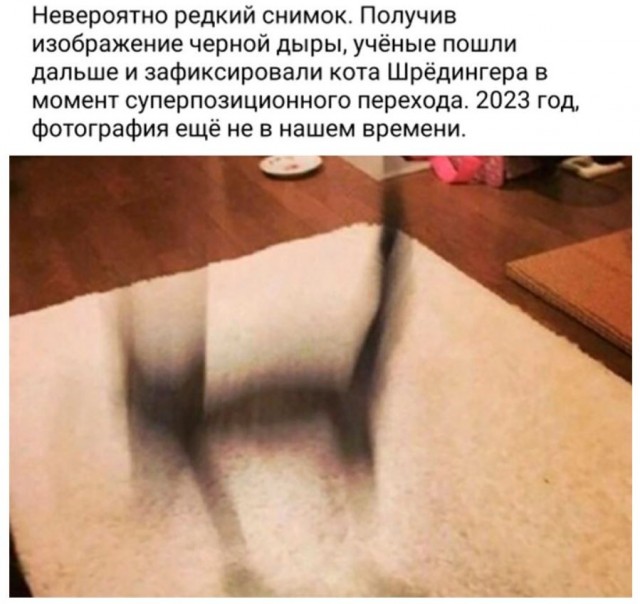 В преддверии КотоВторника