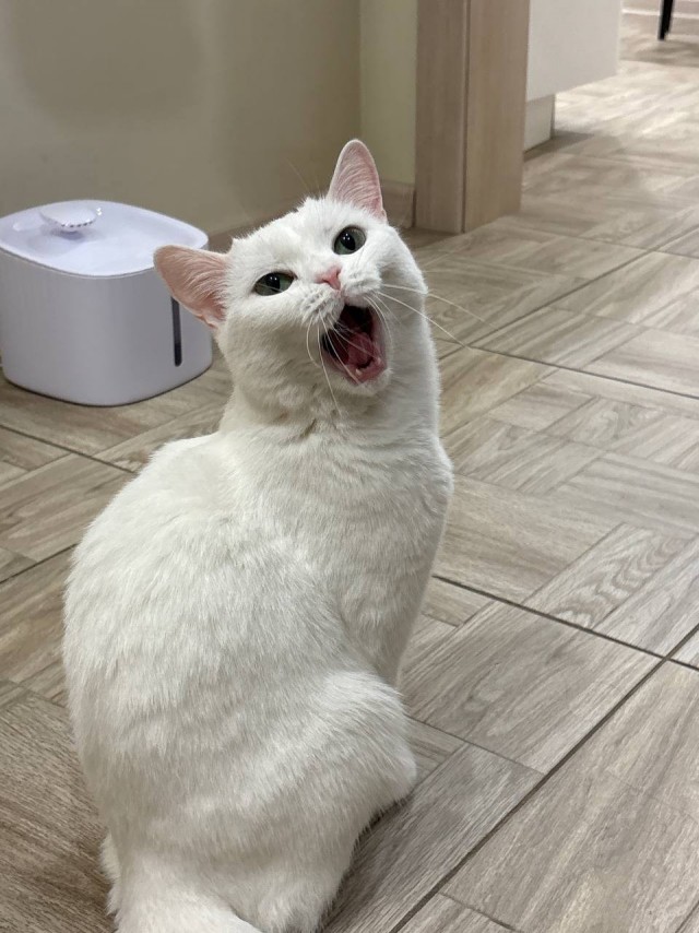 Котовторник 11.08.