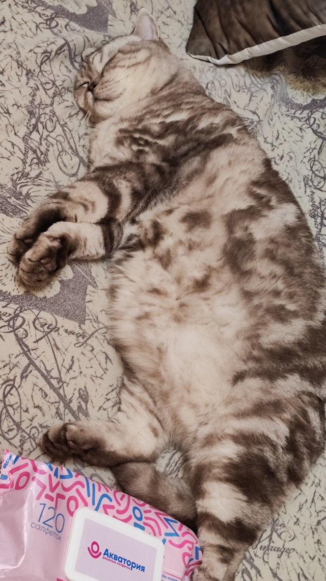 К-котовторник