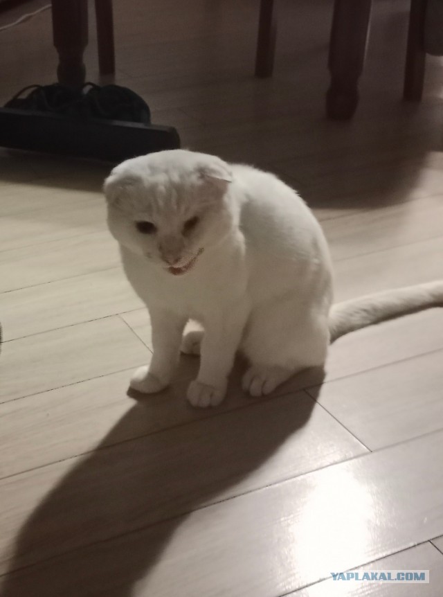 Про котиков