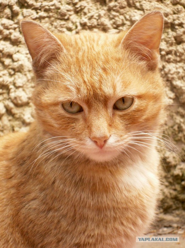 Котовторник 18.03.2014