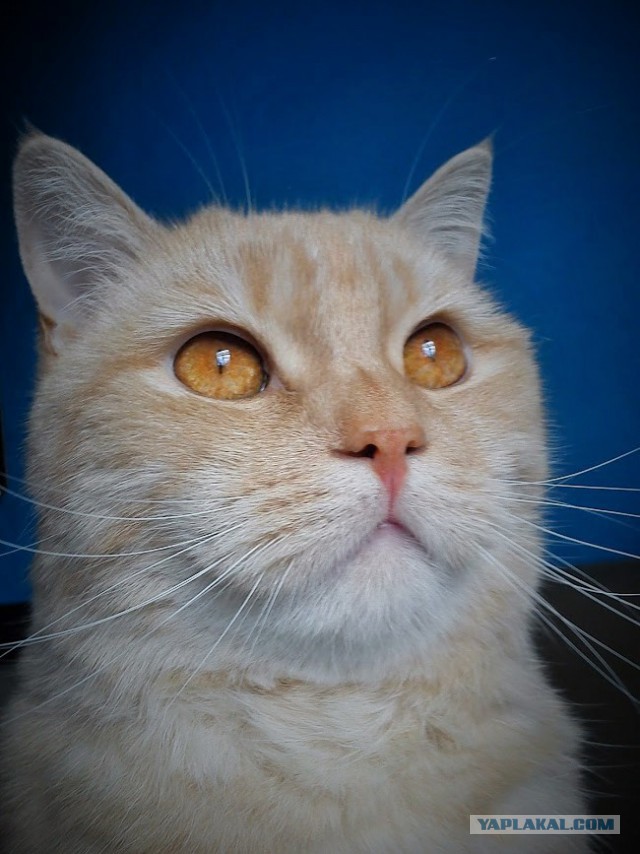 Котобудильники.