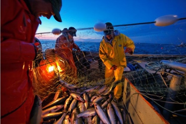 Выбор Аляски: лосось или золото