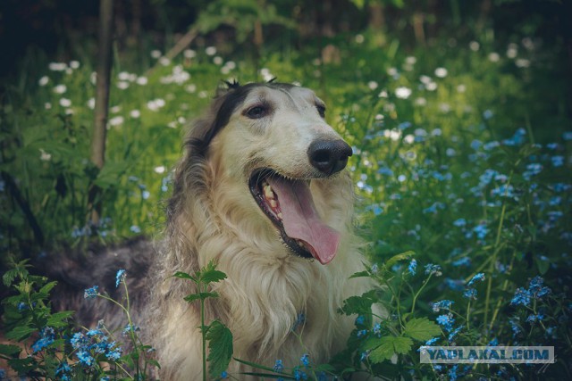 Собачки: русская борзая