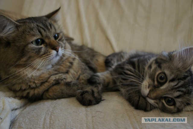 Любителям кошек