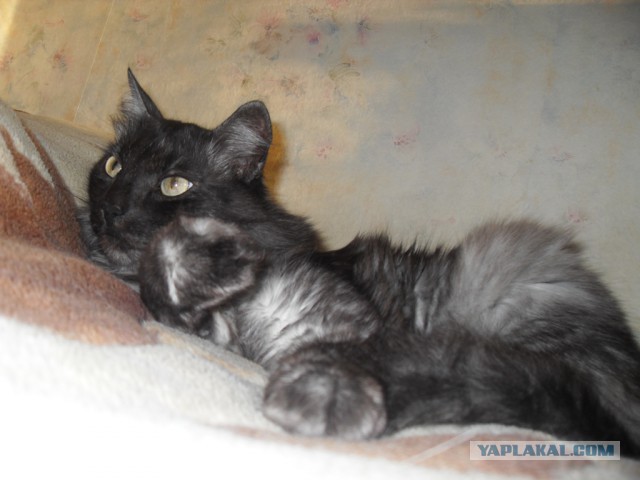 Котовторник  08.07.2014