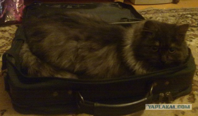 Котовторник 26.08.14.