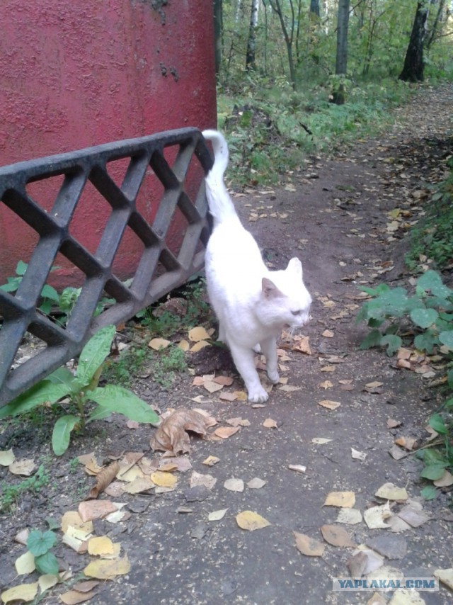 Котовторник 23.09.2014.