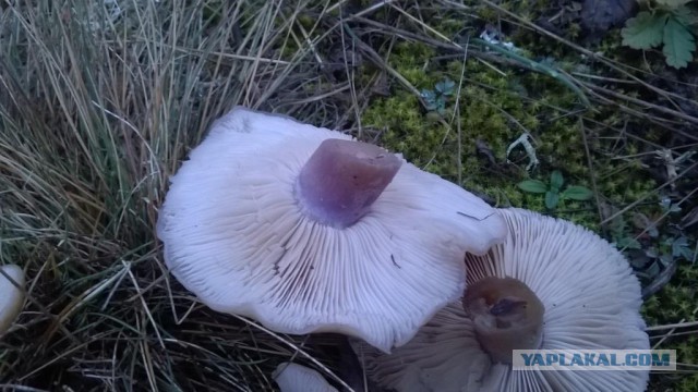 Помогите определить вид грибов