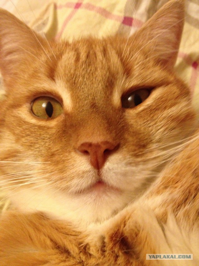 Самые популярные клички кошек и котов